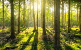 zdjęcie przedstawia las przez który przebijają się promienie słońca